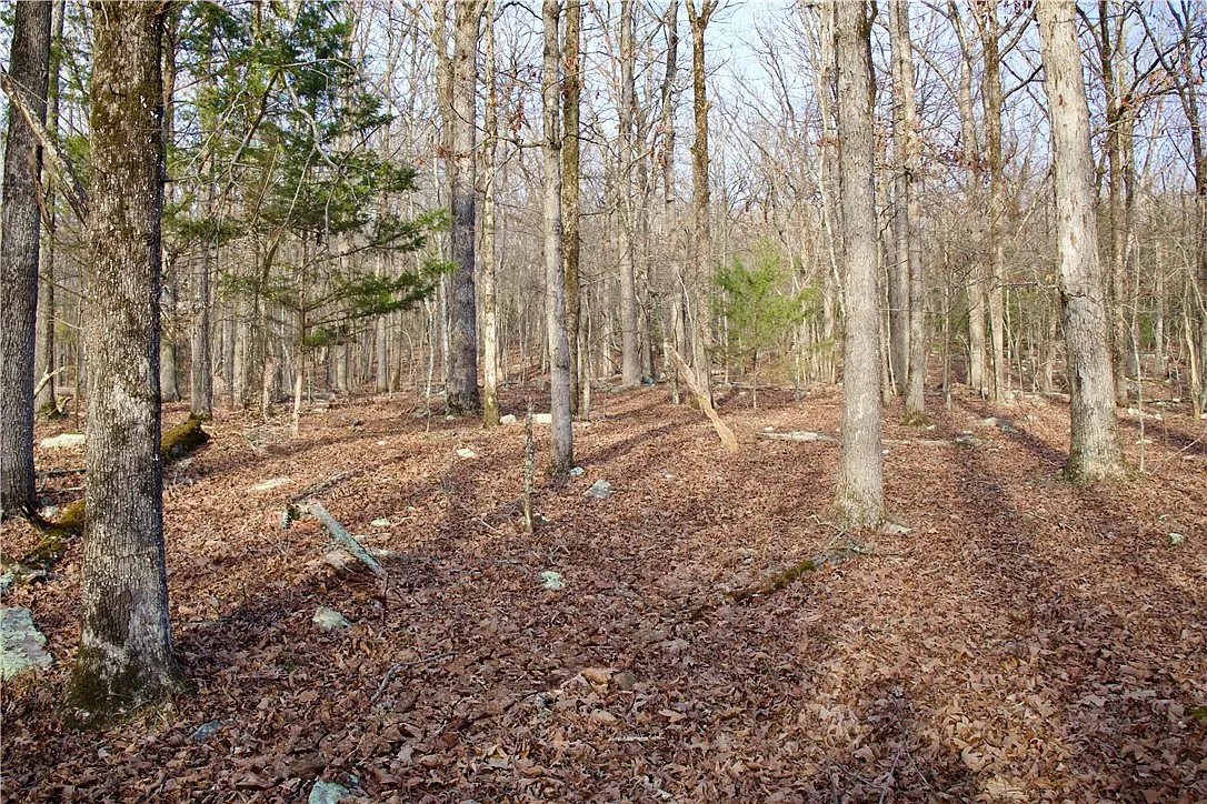 An open area inside the tract among mature hardwoods with leaf litter on the ground.