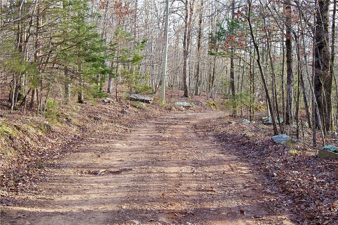 The dirt access road running through the timber, cut into the hillside.