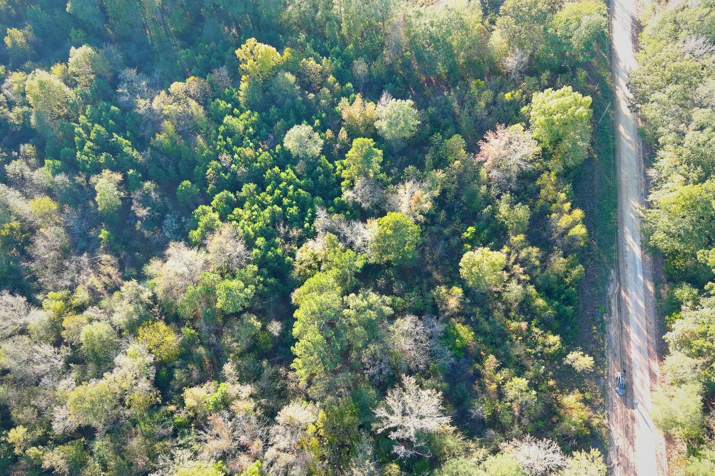 Drone view straight down over the wooded parcel with the gravel road at right.