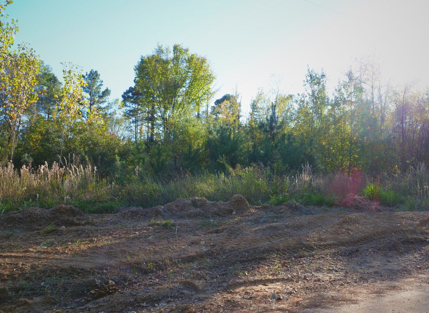Ground-level view along the tract's road frontage and tree line.