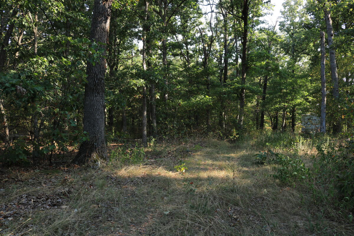 Open grassy clearing surrounded by mature trees.