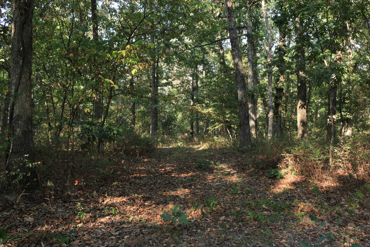 Second drive track leading into the woods.