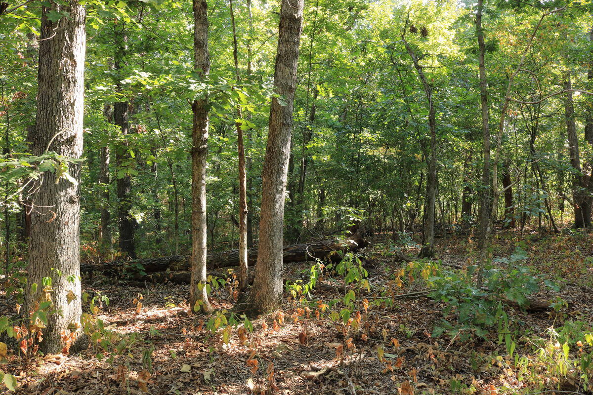 Mature hardwood trunks with sunlight through the canopy.