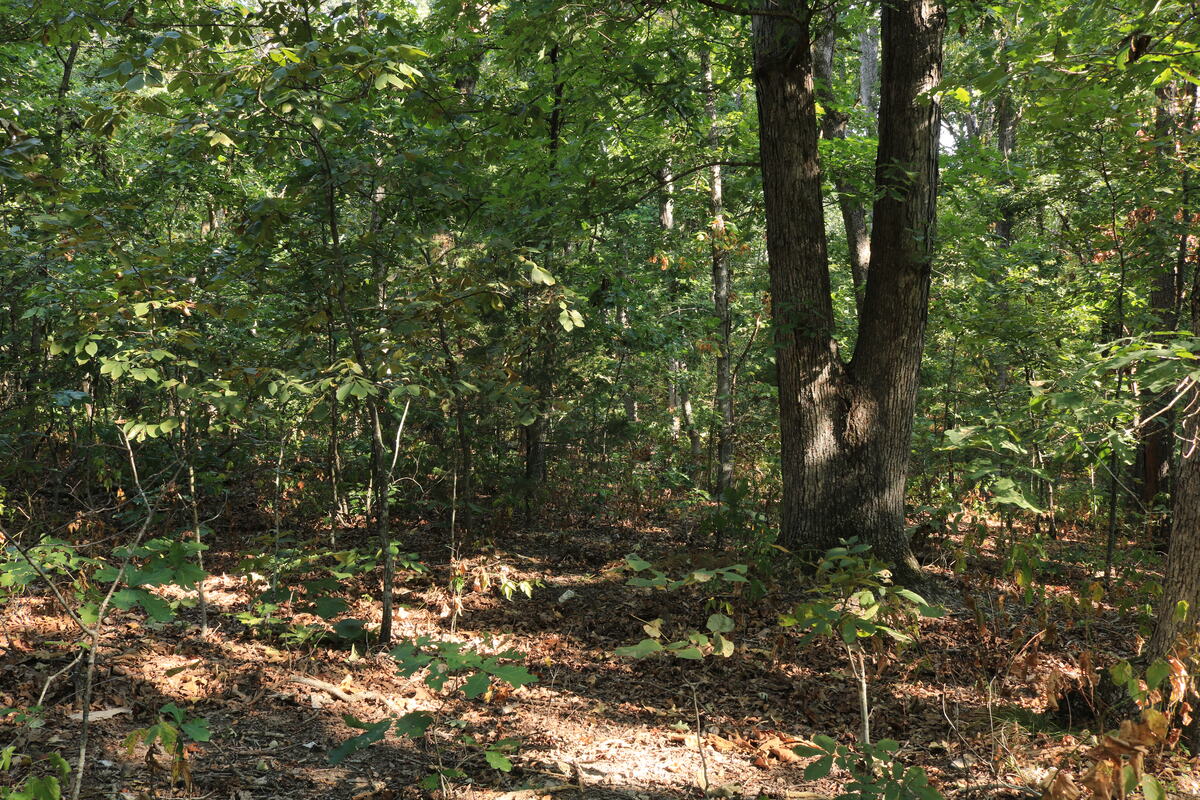 Dappled light on the forest floor between hardwood trunks.