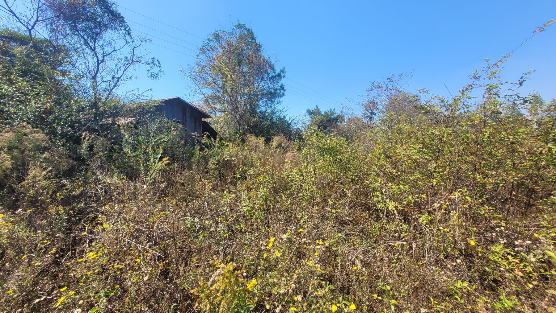 An old barn roof showing above overgrown brush on the 15-acre side, blue sky.