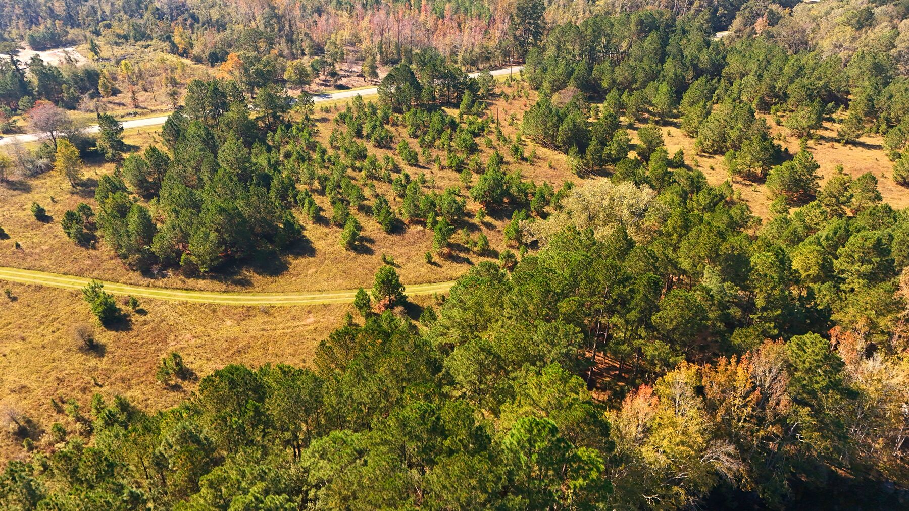 Drone view over open ground and scattered pines on the old farm, a dirt track crossing it.