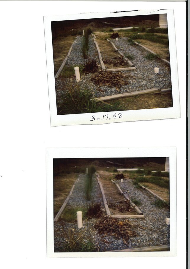 Two 1998 photographs of the aquatic septic system: gravel beds with timber edging, open cells and small plants.