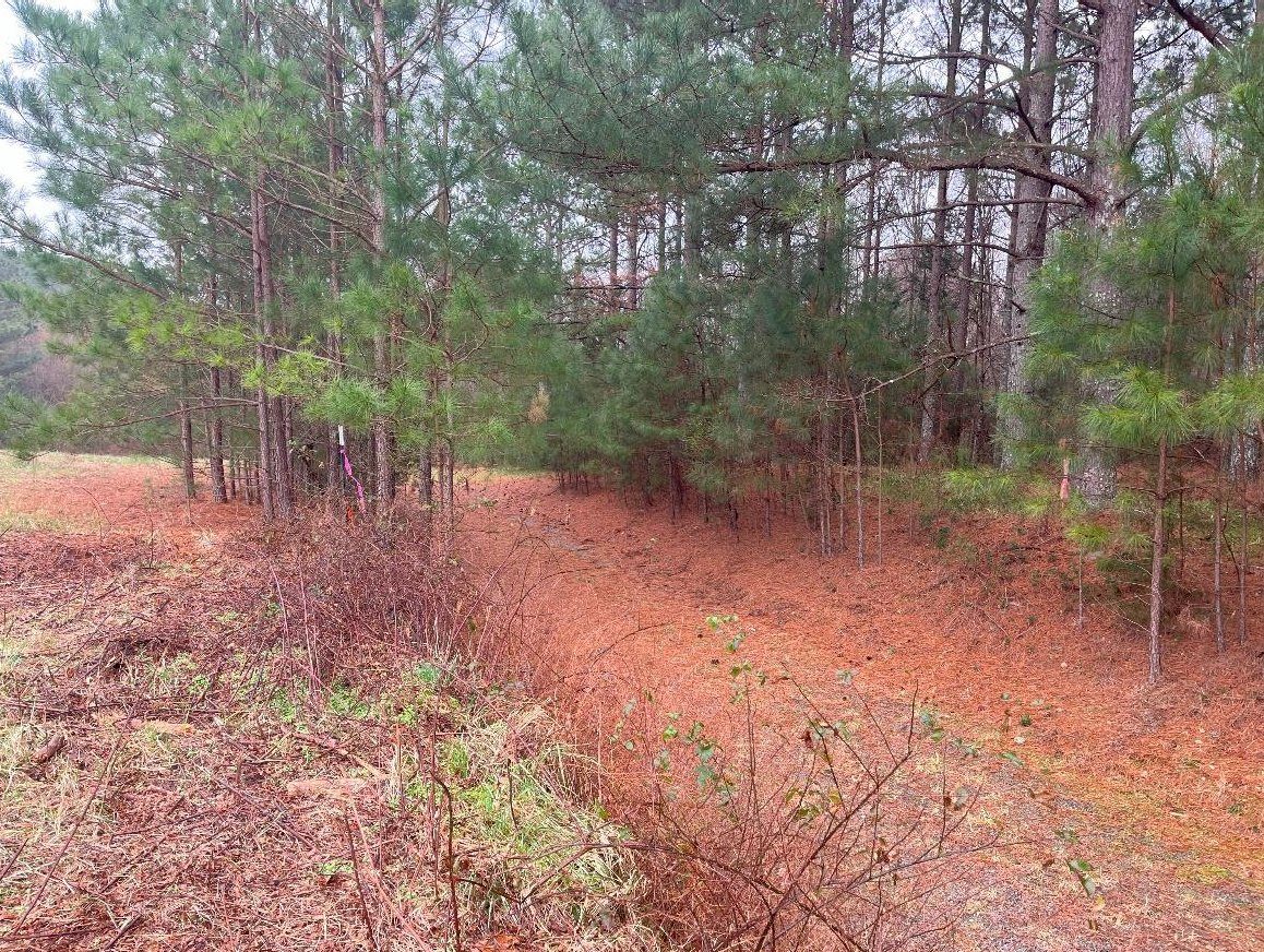 A stand of young pines beside an open path covered in pine straw, survey flagging on the trees.