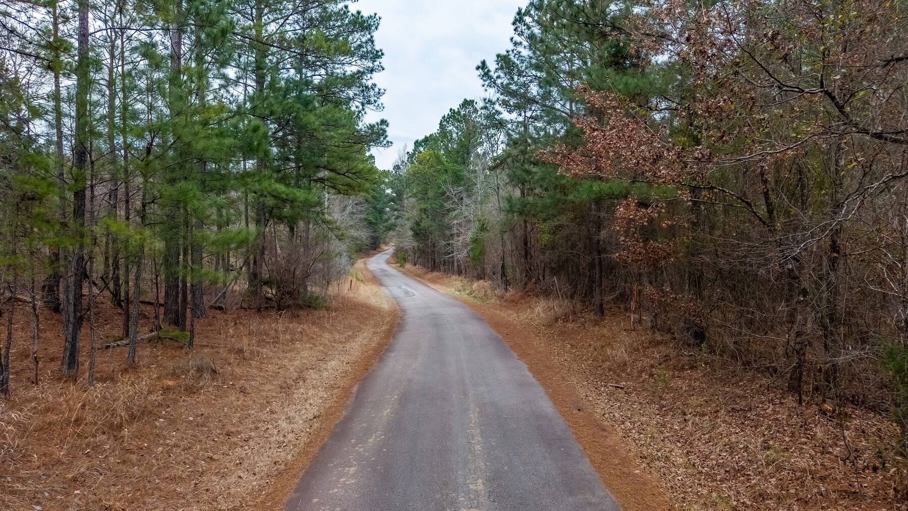 Narrow paved county road running between pine woods along the property frontage.