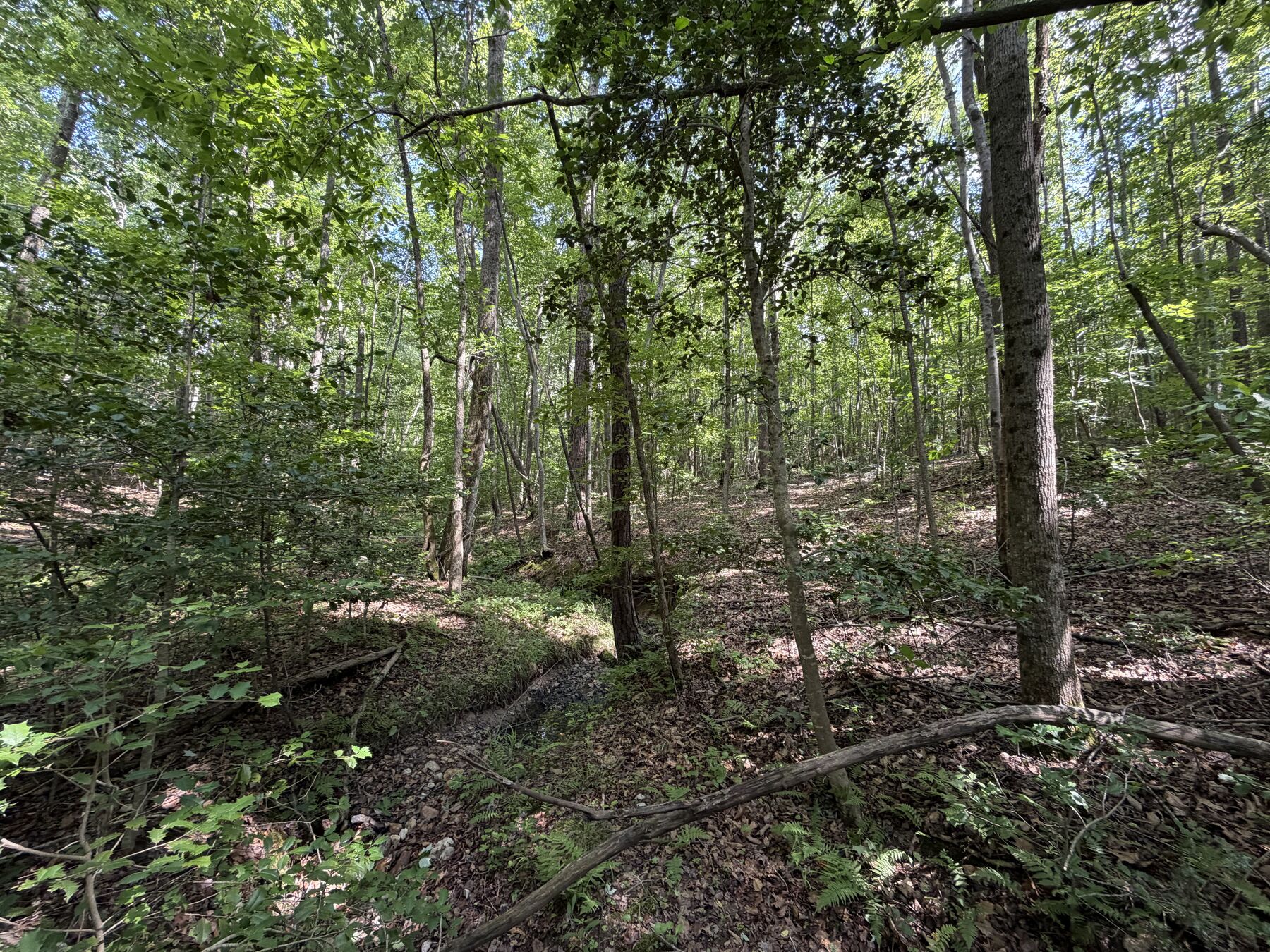 Hardwood woods inside the tract with a small drainage.
