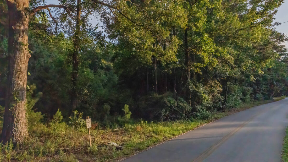 Road frontage showing mature pines along the edge of the property.